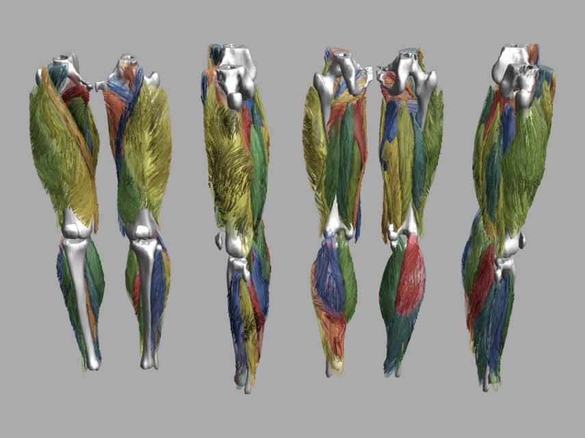 Whole leg 3D fiber tractography of all muscles segmented using a CNN UNET.