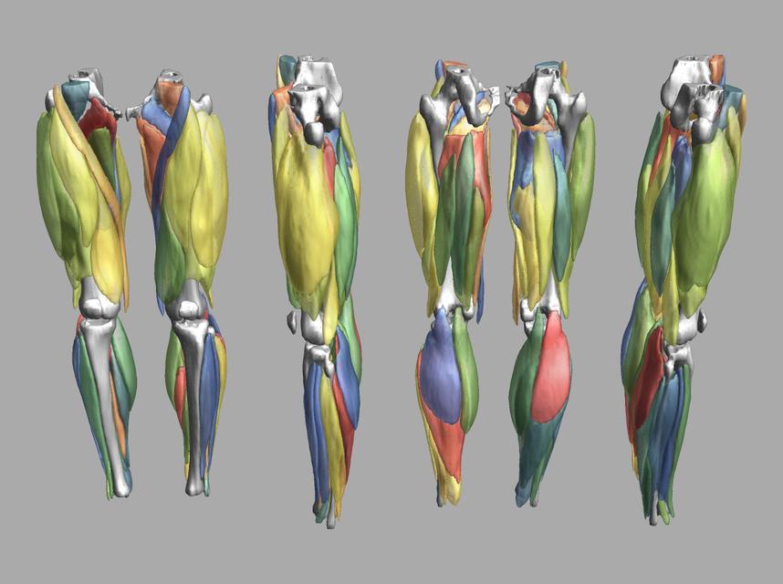 3D render of automated muscle segmentation labels generated using a CNN UNET.