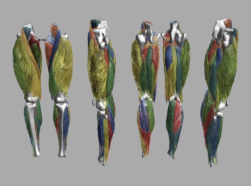 Whole leg 3D fiber tractography of all muscles segmented using a CNN UNET.