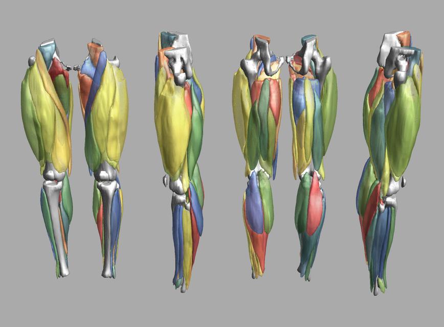 3D render of automated muscle segmentation labels generated using a CNN UNET.