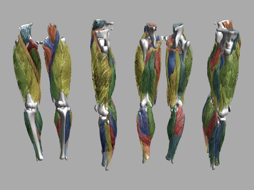 Whole leg 3D fiber tractography of all muscles segmented using a CNN UNET.