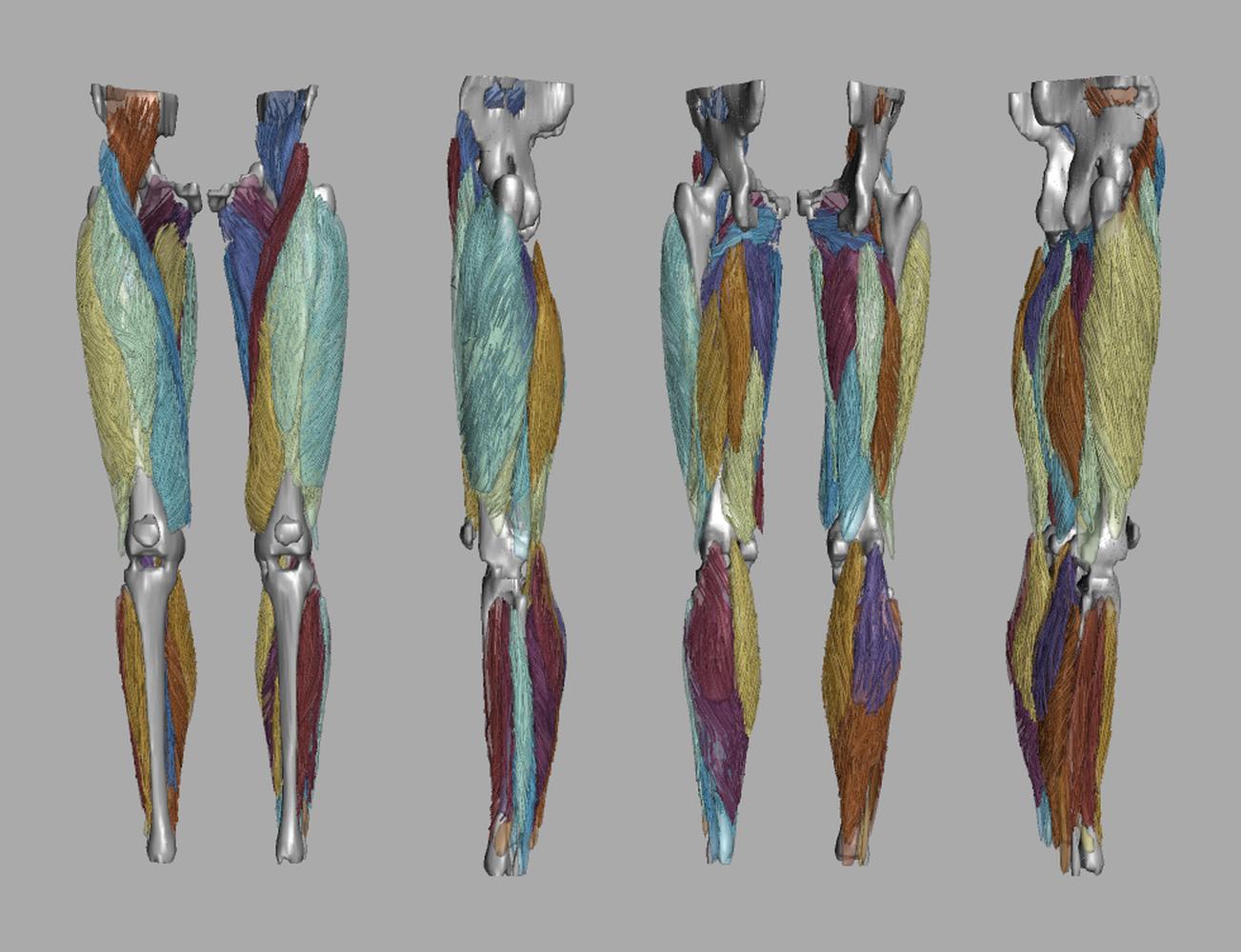 Whole leg 3D fiber tractography of all muscles segmented using a CNN UNET.