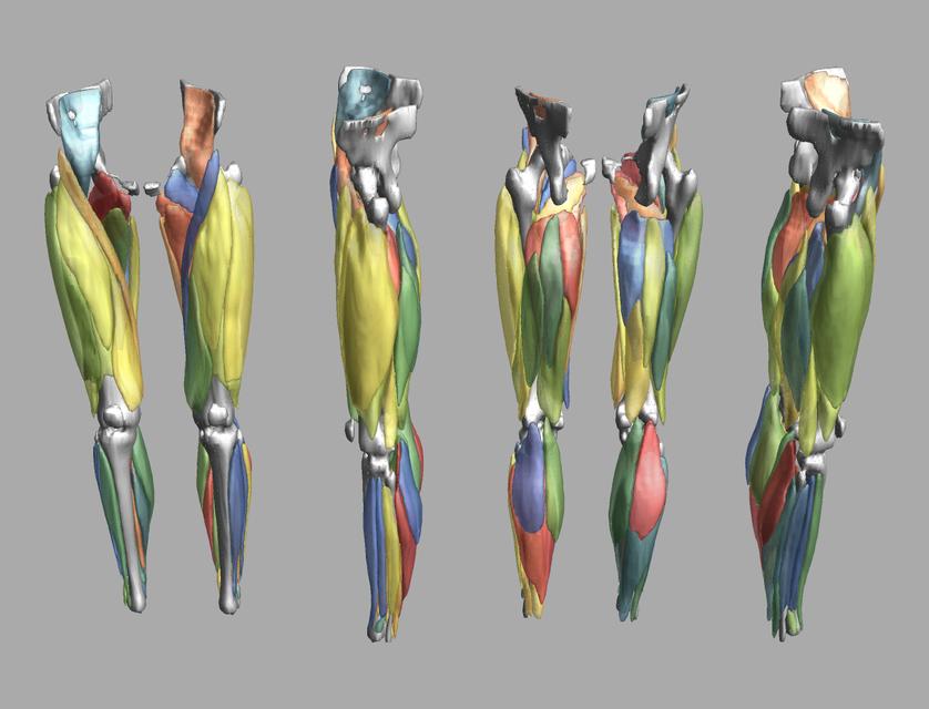 3D render of automated muscle segmentation labels generated using a CNN UNET.