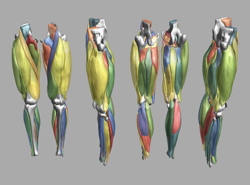 3D render of automated muscle segmentation labels generated using a CNN UNET.