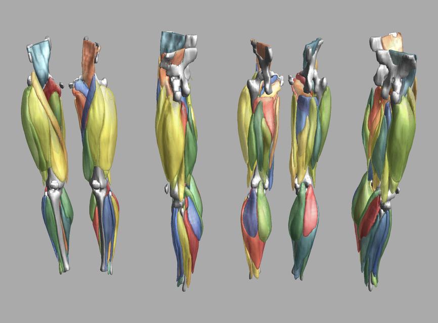 3D render of automated muscle segmentation labels generated using a CNN UNET.