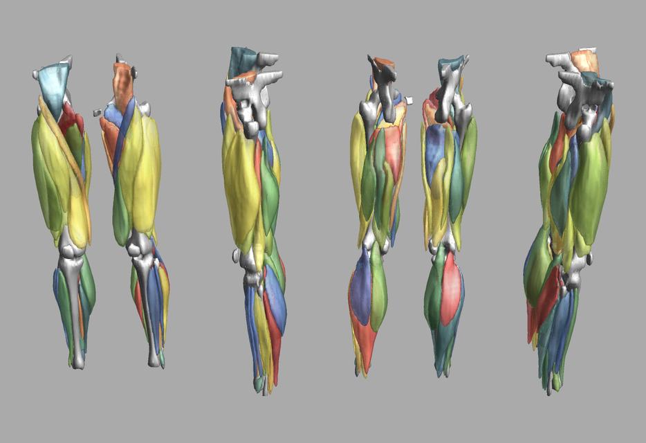 3D render of automated muscle segmentation labels generated using a CNN UNET.