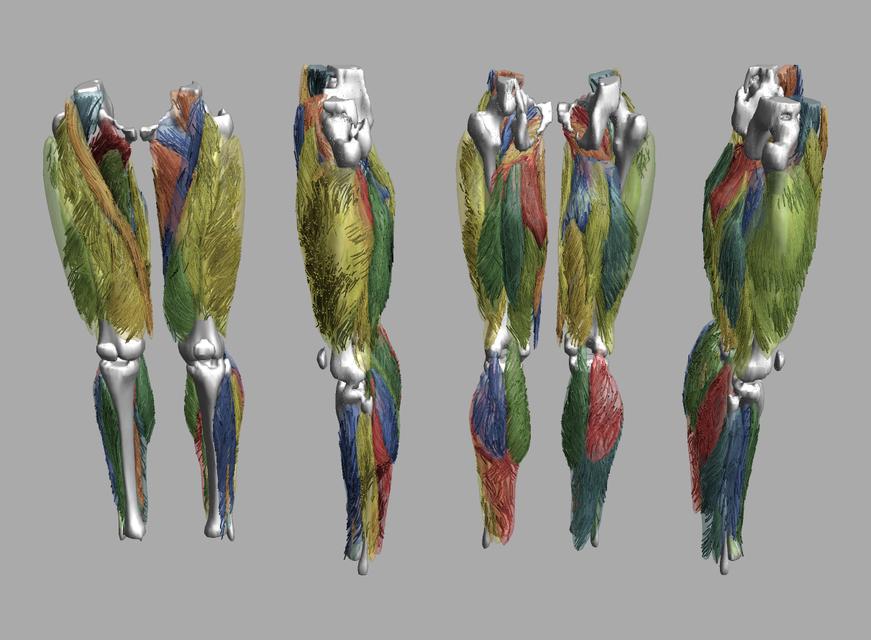 Whole leg 3D fiber tractography of all muscles segmented using a CNN UNET.