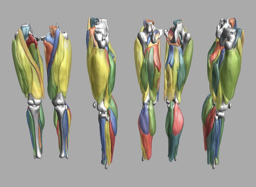 3D render of automated muscle segmentation labels generated using a CNN UNET.