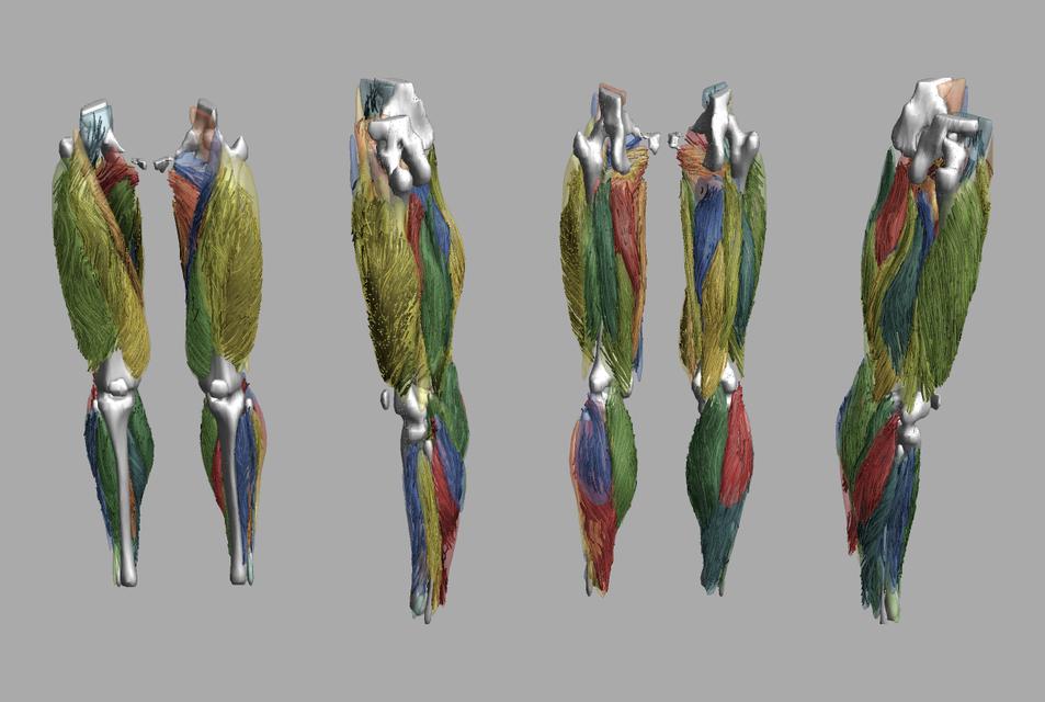 Whole leg 3D fiber tractography of all muscles segmented using a CNN UNET.