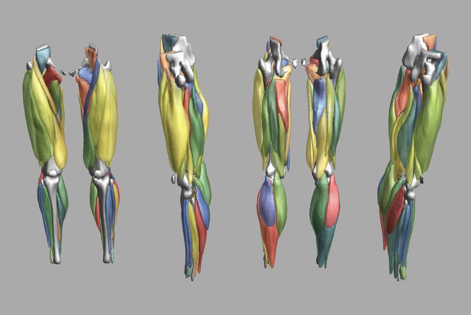 3D render of automated muscle segmentation labels generated using a CNN UNET.