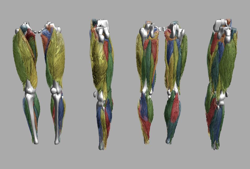 Whole leg 3D fiber tractography of all muscles segmented using a CNN UNET.