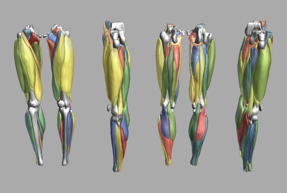 3D render of automated muscle segmentation labels generated using a CNN UNET.