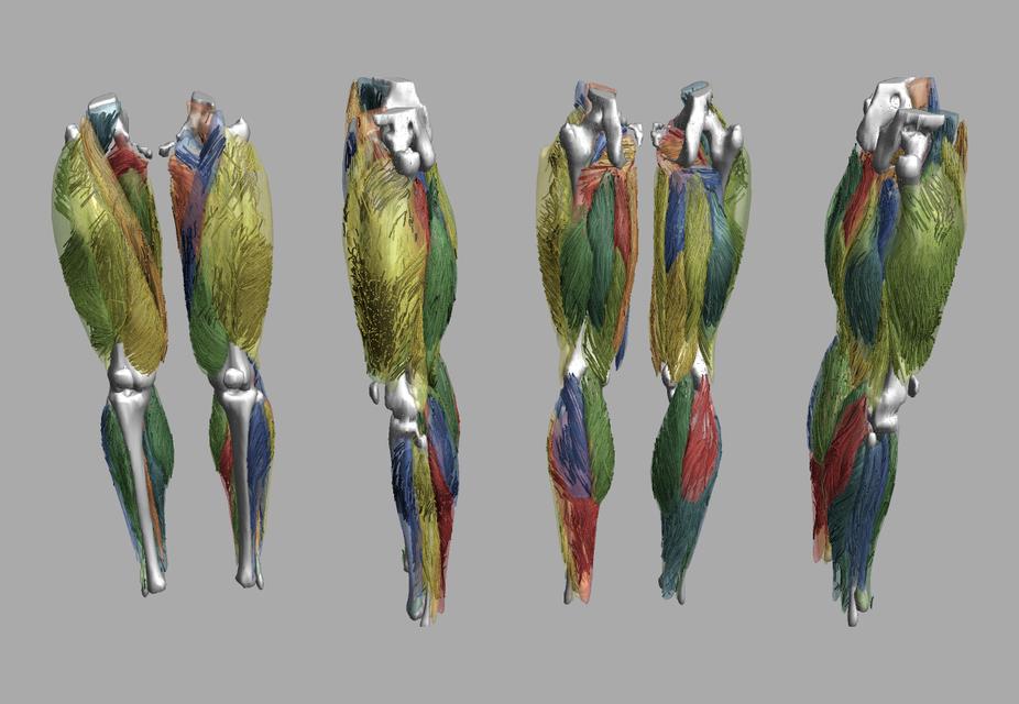 Whole leg 3D fiber tractography of all muscles segmented using a CNN UNET.