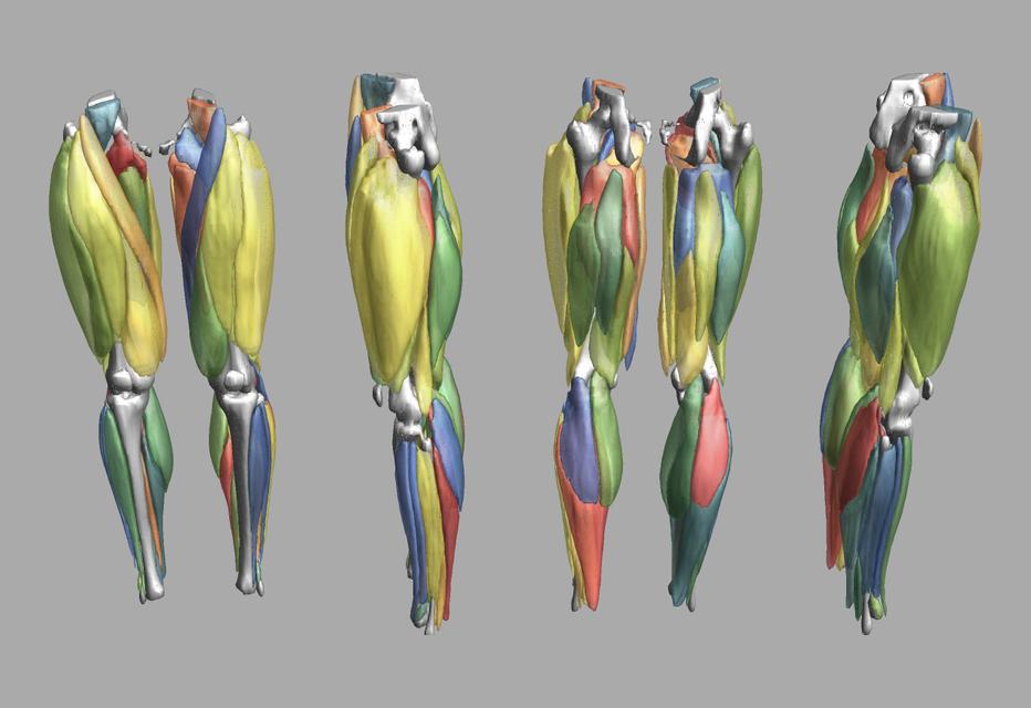 3D render of automated muscle segmentation labels generated using a CNN UNET.