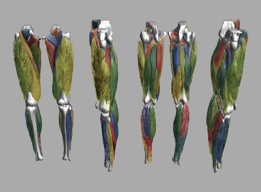 Whole leg 3D fiber tractography of all muscles segmented using a CNN UNET.