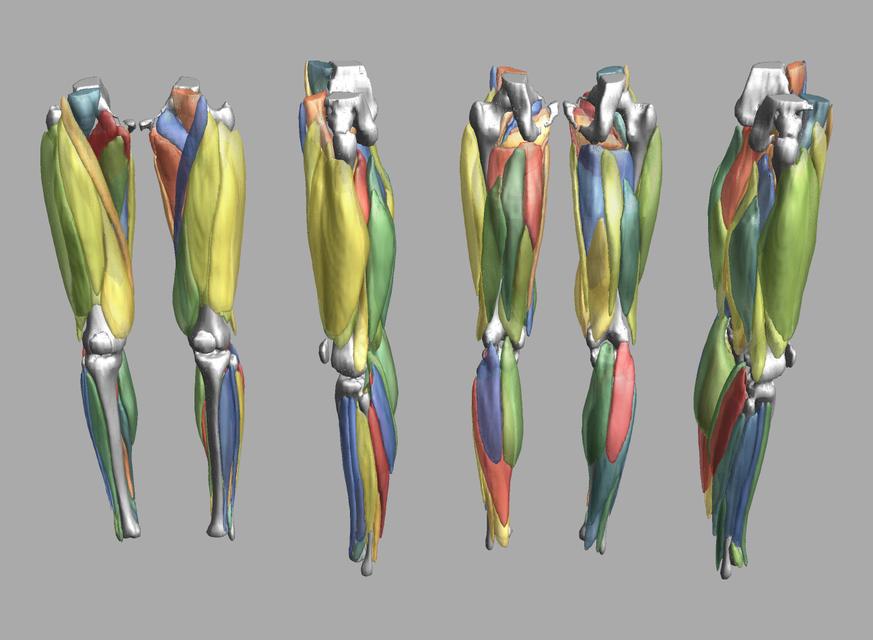 3D render of automated muscle segmentation labels generated using a CNN UNET.