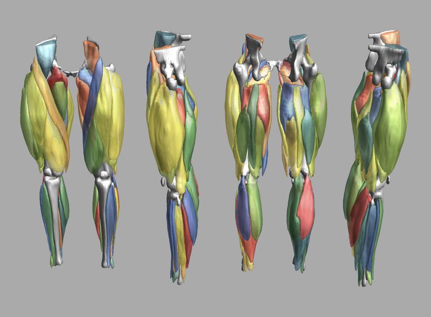 3D render of automated muscle segmentation labels generated using a CNN UNET.