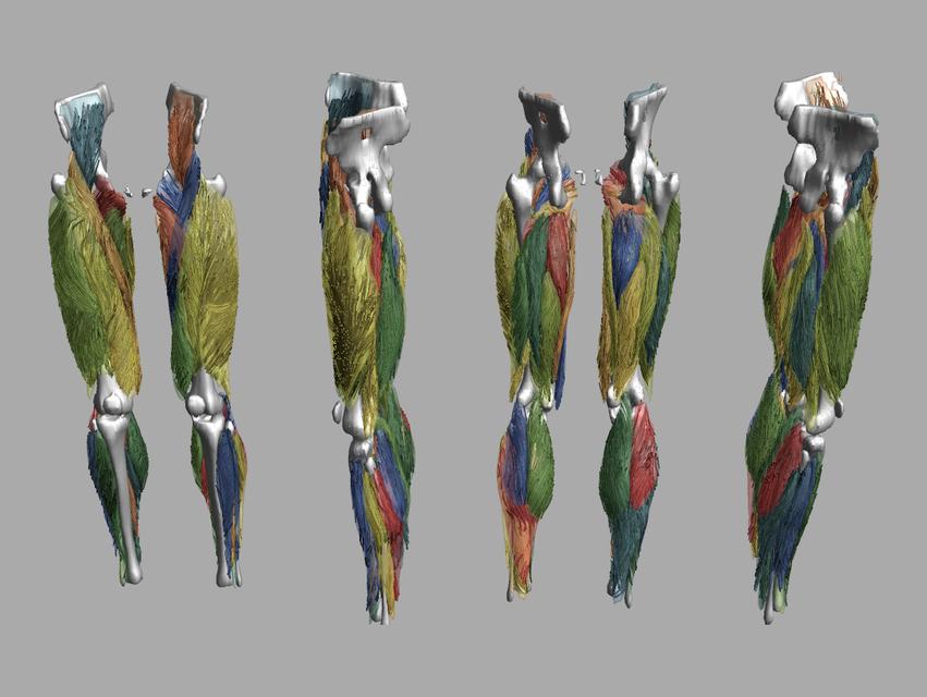 Whole leg 3D fiber tractography of all muscles segmented using a CNN UNET.