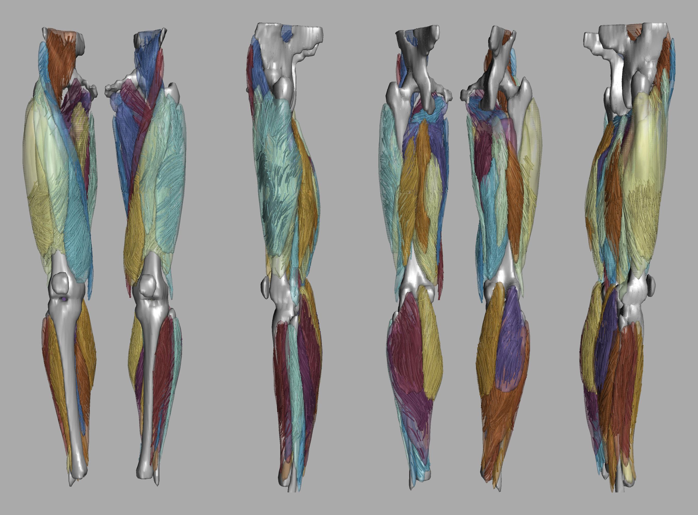 Whole leg 3D fiber tractography of all muscles segmented using a CNN UNET.