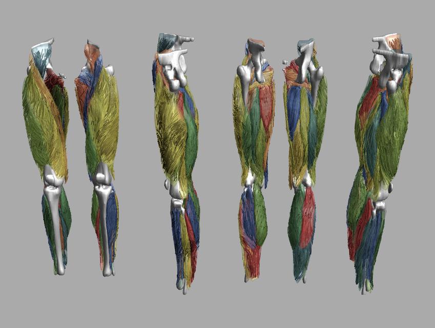 Whole leg 3D fiber tractography of all muscles segmented using a CNN UNET.