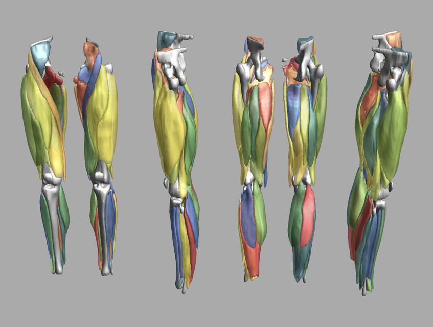 3D render of automated muscle segmentation labels generated using a CNN UNET.