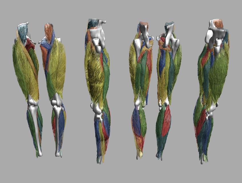 Whole leg 3D fiber tractography of all muscles segmented using a CNN UNET.