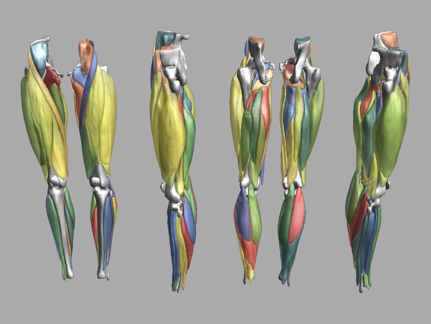 3D render of automated muscle segmentation labels generated using a CNN UNET.