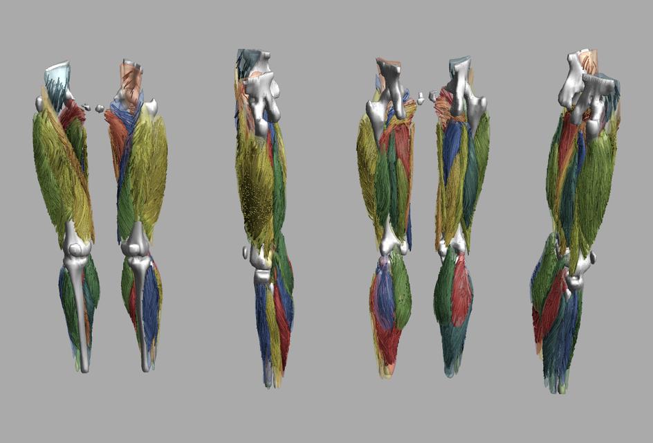 Whole leg 3D fiber tractography of all muscles segmented using a CNN UNET.