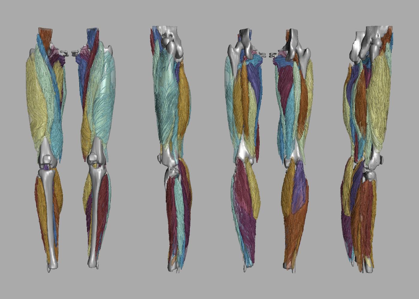 Whole leg 3D fiber tractography of all muscles segmented using a CNN UNET.