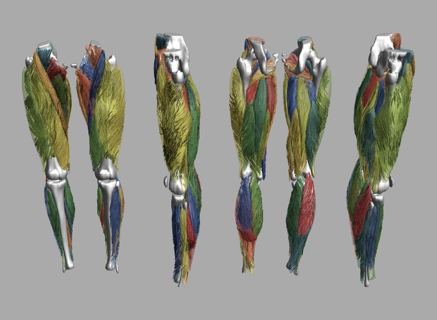 Whole leg 3D fiber tractography of all muscles segmented using a CNN UNET.