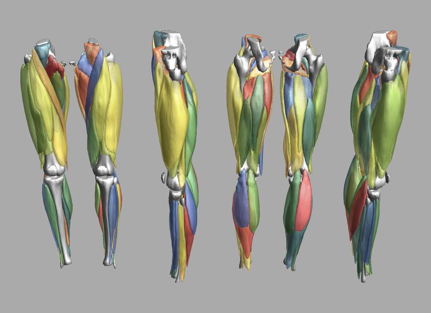 3D render of automated muscle segmentation labels generated using a CNN UNET.