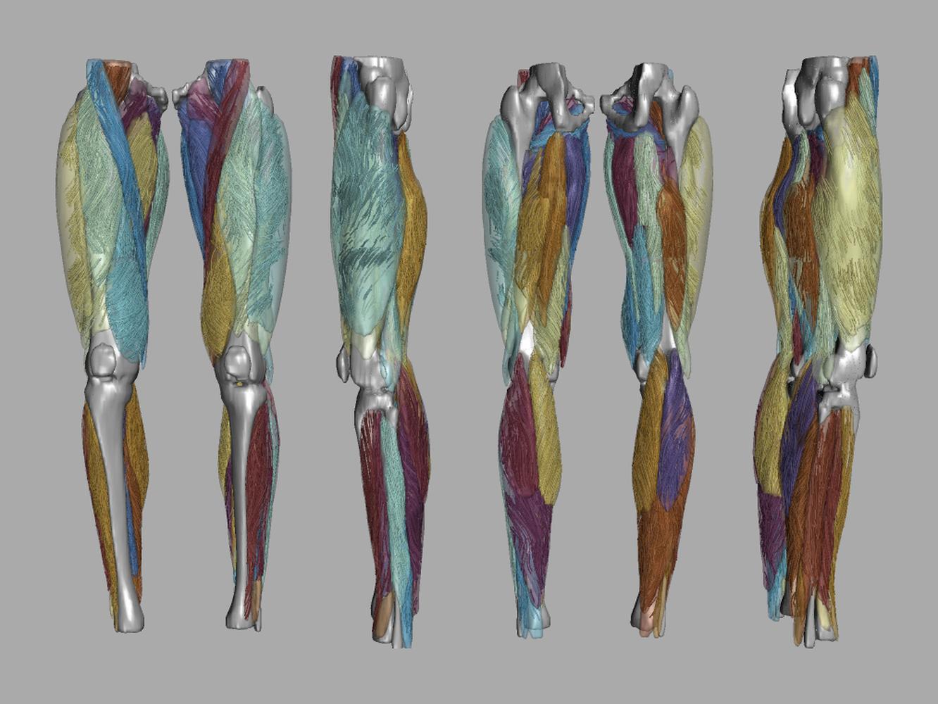 Whole leg 3D fiber tractography of all muscles segmented using a CNN UNET.