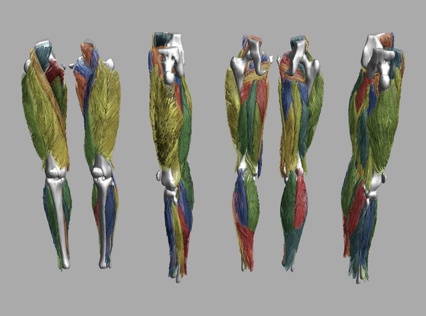 Whole leg 3D fiber tractography of all muscles segmented using a CNN UNET.