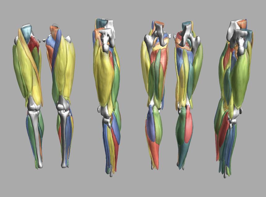 3D render of automated muscle segmentation labels generated using a CNN UNET.