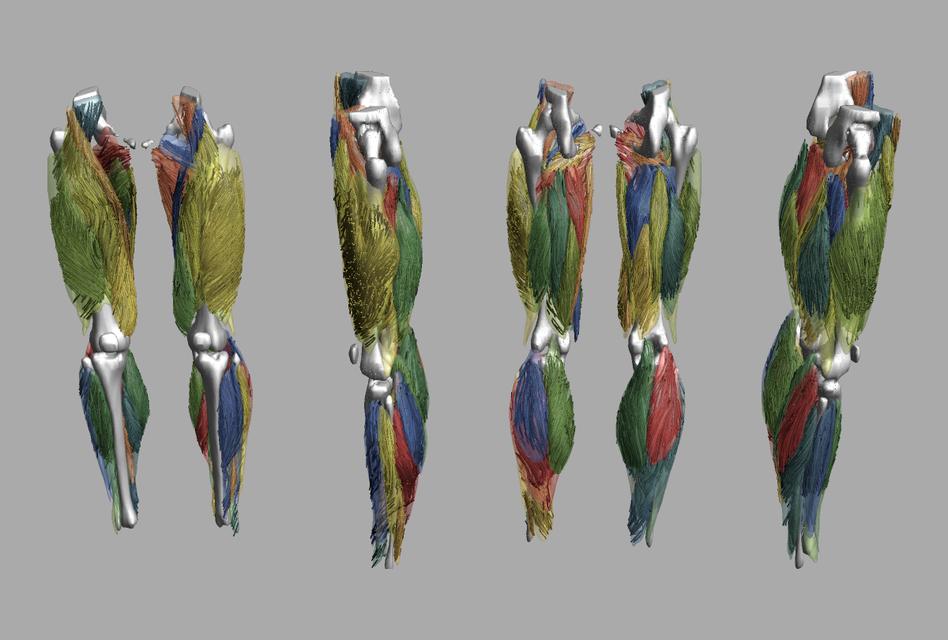 Whole leg 3D fiber tractography of all muscles segmented using a CNN UNET.