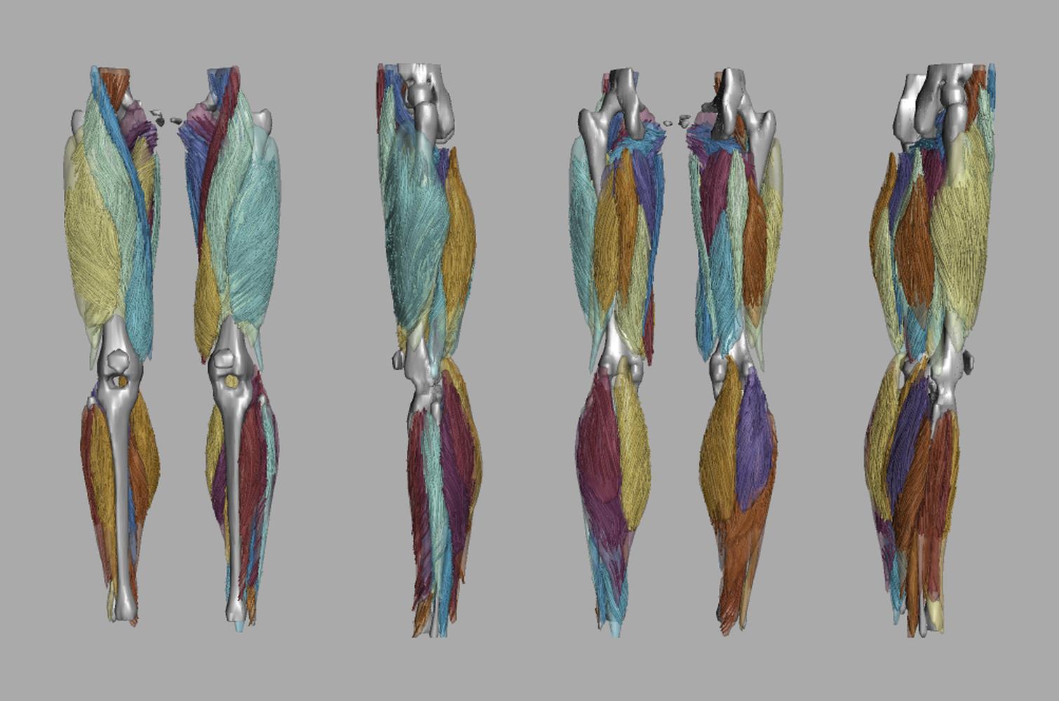 Whole leg 3D fiber tractography of all muscles segmented using a CNN UNET.