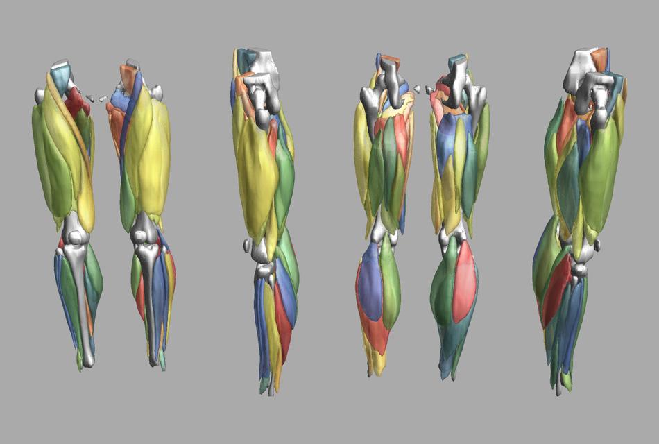 3D render of automated muscle segmentation labels generated using a CNN UNET.