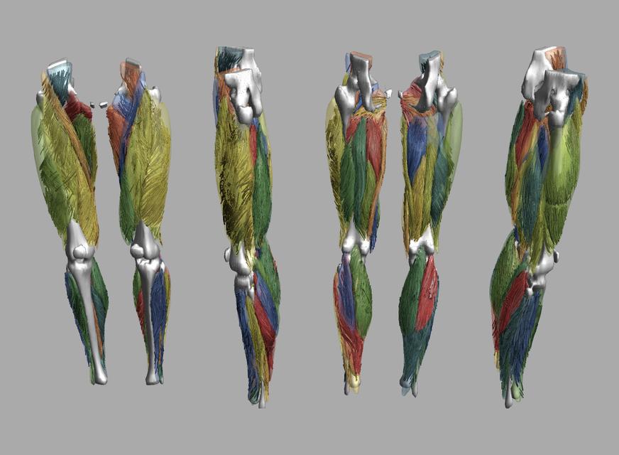 Whole leg 3D fiber tractography of all muscles segmented using a CNN UNET.