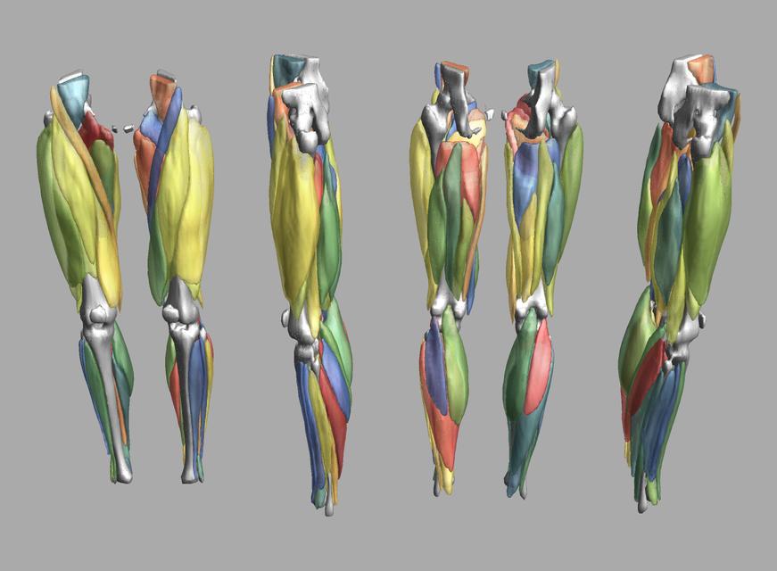 3D render of automated muscle segmentation labels generated using a CNN UNET.