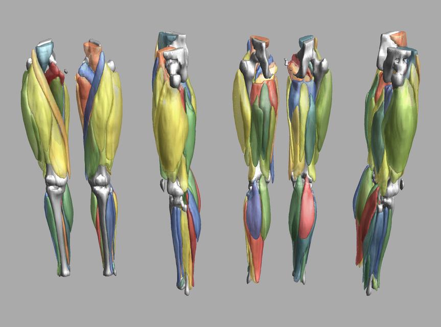 3D render of automated muscle segmentation labels generated using a CNN UNET.