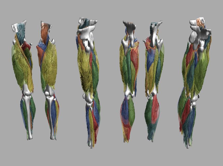 Whole leg 3D fiber tractography of all muscles segmented using a CNN UNET.