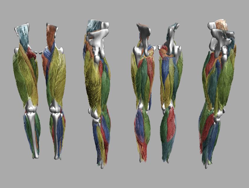 Whole leg 3D fiber tractography of all muscles segmented using a CNN UNET.