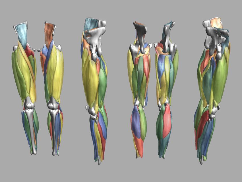 3D render of automated muscle segmentation labels generated using a CNN UNET.