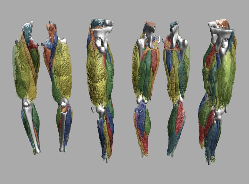 Whole leg 3D fiber tractography of all muscles segmented using a CNN UNET.